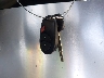 5TFJX4CN2EX****** Salvamento 2014 Toyota Tacoma en Estado de California
