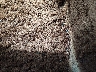 107044120***** Used 1978 Mercedes-Benz SL-Class
