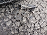 4S3BL616597****** Wrecked 2009 Subaru Legacy in Oregon State