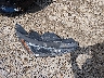 2T1BURHE4HC****** Wrecked 2017 Toyota Corolla in Mississippi State