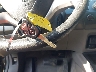 1HGFA16848L****** Salvage 2008 Honda Civic in Maryland State