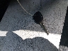 JM1BL1TF2D1****** Salvage 2013 Mazda 3 in Florida State