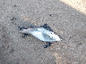 KMHEC4A48FA****** Wrecked 2015 Hyundai Sonata Hybrid in Ohio State