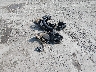2GNALCEK2F6****** Wrecked 2015 Chevrolet Equinox in Arkansas State