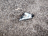 2HGFC2F62LH****** Wrecked 2020 Honda Civic in Ohio State