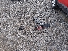 ZACNJDBB5MP****** Wrecked 2021 Jeep Renegade in Maryland State