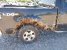 1FTFW1EF1DF****** Salvage and Repairable 2013 Ford F-150 in New York State