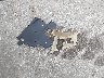 1HGCM66513A****** Destrozados 2003 Honda Accord en Estado de Maryland
