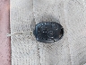 3FADP4EJ0BM****** Salvage 2011 Ford Fiesta in Arizona State