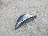 5NPLP4AG0MH****** Salvage 2021 Hyundai Elantra in California State