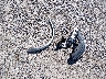5J8YE1H84NL****** Wrecked 2022 Acura MDX in Montana State