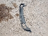 2C3CDXCT9GH****** Wrecked 2016 Dodge Charger in Texas State