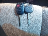 4T4BF1FK1CR****** Salvage 2012 Toyota Camry in Texas State