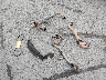 WV2ZB0259GH****** Wrecked 1986 Volkswagen Vanagon in Washington State