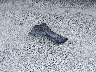 KMHCT4AEXCU****** Wrecked 2012 Hyundai Accent in Alabama State