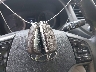 KM8J3CA23HU****** Salvage 2017 Hyundai Tucson in Virginia State