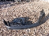 5J6RW2H8XJL****** Destrozados 2018 Honda CR-V en Estado de Wisconsin