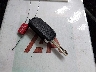 KNDPUCAF7P7****** Salvage 2023 Kia Sportage in Florida State
