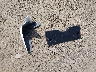 3N1CN8DV6LL****** Wrecked 2020 Nissan Versa in Arkansas State