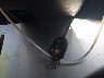 5YFBURHEXEP****** Salvage 2014 Toyota Corolla in California State
