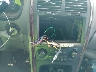 KNAGD128145****** Reparables 2004 Kia Optima en Estado de Luisiana