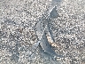 3VWRA7AU1FM****** Wrecked 2015 Volkswagen Golf in Wisconsin State