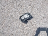 5FNRL6H88NB****** Wrecked 2022 Honda Odyssey in Texas State