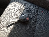 1FMCU0F78GU****** Salvage 2016 Ford Escape in California State