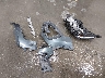 3FMCR9D99RR****** Wrecked 2024 Ford Bronco Sport in Alaska State