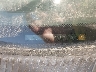 4T3ZF13C91U****** Used 2001 Toyota Sienna in California State
