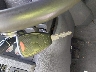 1D7HU18286S****** Salvamento 2006 Dodge Ram 1500 en Estado de Texas