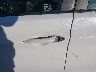 5NPDH4AE5BH****** Salvamento y Reparables 2011 Hyundai Elantra en Estado de Pennsylvania