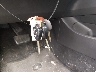 2T1BU40E69C****** Salvamento 2009 Toyota Corolla en Estado de Pennsylvania