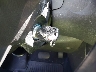 1FADP3K25GL****** Salvage 2016 Ford Focus in California State
