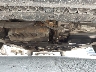 1VWBT7A34HC****** Salvamento y Reparables 2017 Volkswagen Passat en Estado de Texas