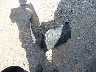 2T3RFREV4EW****** Destrozados 2014 Toyota RAV4 en Estado de Massachusetts