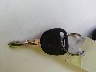 1G1ZB5EB0AF****** Salvamento 2010 Chevrolet Malibu en Estado de Arizona