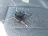 1FD0W4GT1GE****** Repairable 2016 Ford F-450 in Longview