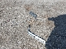 3GYFNAE38CS****** Wrecked 2012 Cadillac SRX in Texas State