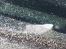 4T1BE32K33U****** Wrecked 2003 Toyota Camry in New York State