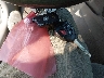 4T4BF3EK0BR****** Salvage 2011 Toyota Camry in Illinois State