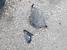 3GKALVEX0KL****** Wrecked 2019 GMC Terrain in Wisconsin State