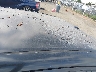 JTDBU4EE6AJ****** Salvamento y Reparables 2010 Toyota Corolla en Estado de California