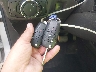 3FA6P0LU3ER****** Salvage 2014 Ford Fusion in Maryland State