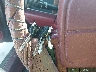 1B3XC4636PD****** Salvage 1993 Dodge Dynasty in Tennessee State