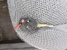1FMCU9GX3EU****** Salvage 2014 Ford Escape in Idaho State