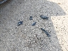 1FTRW12WX8K****** Wrecked 2008 Ford F-150 in Texas State