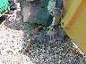 ML700*** Repairable 2015 Caterpillar Tl1255 Telehandler in California State