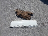 1G6DW54E7MR****** Wrecked 1991 Cadillac Brougham in Kansas State