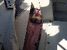 JTDKB20U157****** Salvage and Repairable 2005 Toyota Prius in California State